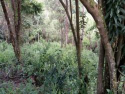 Terreno para Venda em São Roque - 5
