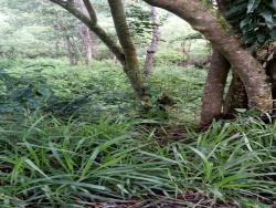 Terreno para Venda em Planalto Verde - 6