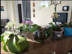 Apartamento para Venda em Jardim Tupanci - 9