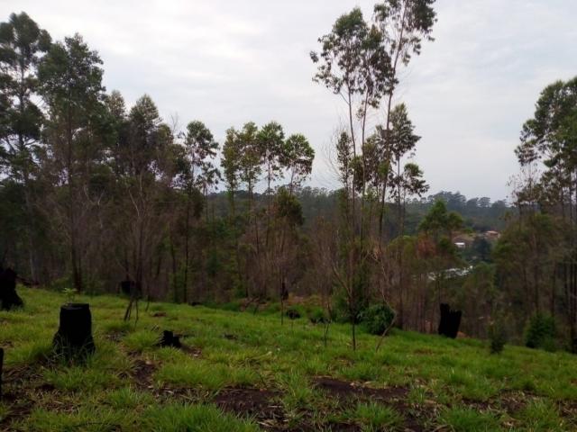 Terreno para Venda em Campininha (Canguera) - 11