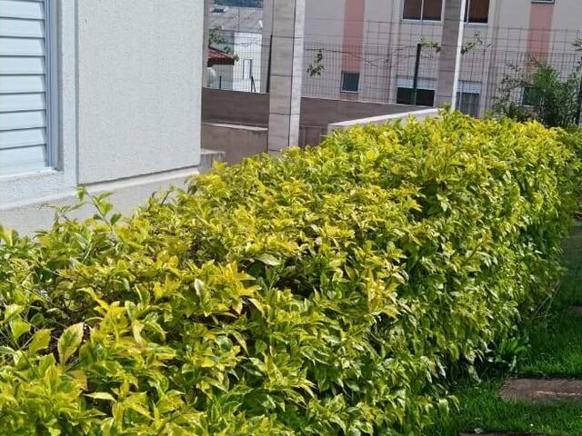 Apartamento para Venda em Jardim Ísis - 13