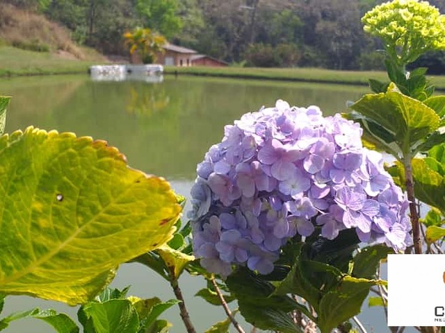 #956 - Sítio para Venda em São Roque - SP - 2