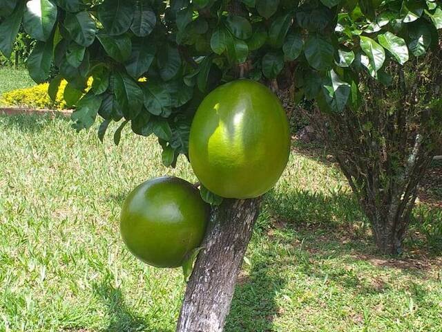 Sítio para Venda em Bela Vista - 16
