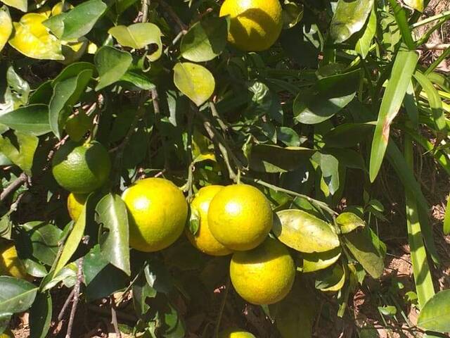 Chácara para Venda em São Roque - 5