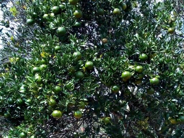Chácara para Venda em Centro (Canguera) - 28