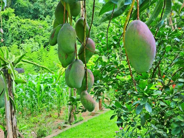 Chácara para Venda em Jardim Meny - 23
