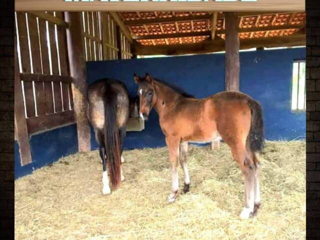 Haras para Venda em Jardim Guaçu - 9