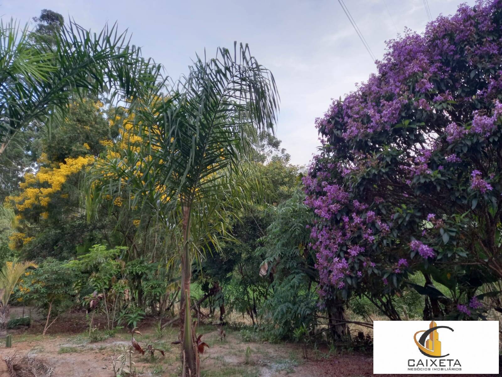 Sítio para Venda em São Roque - 41