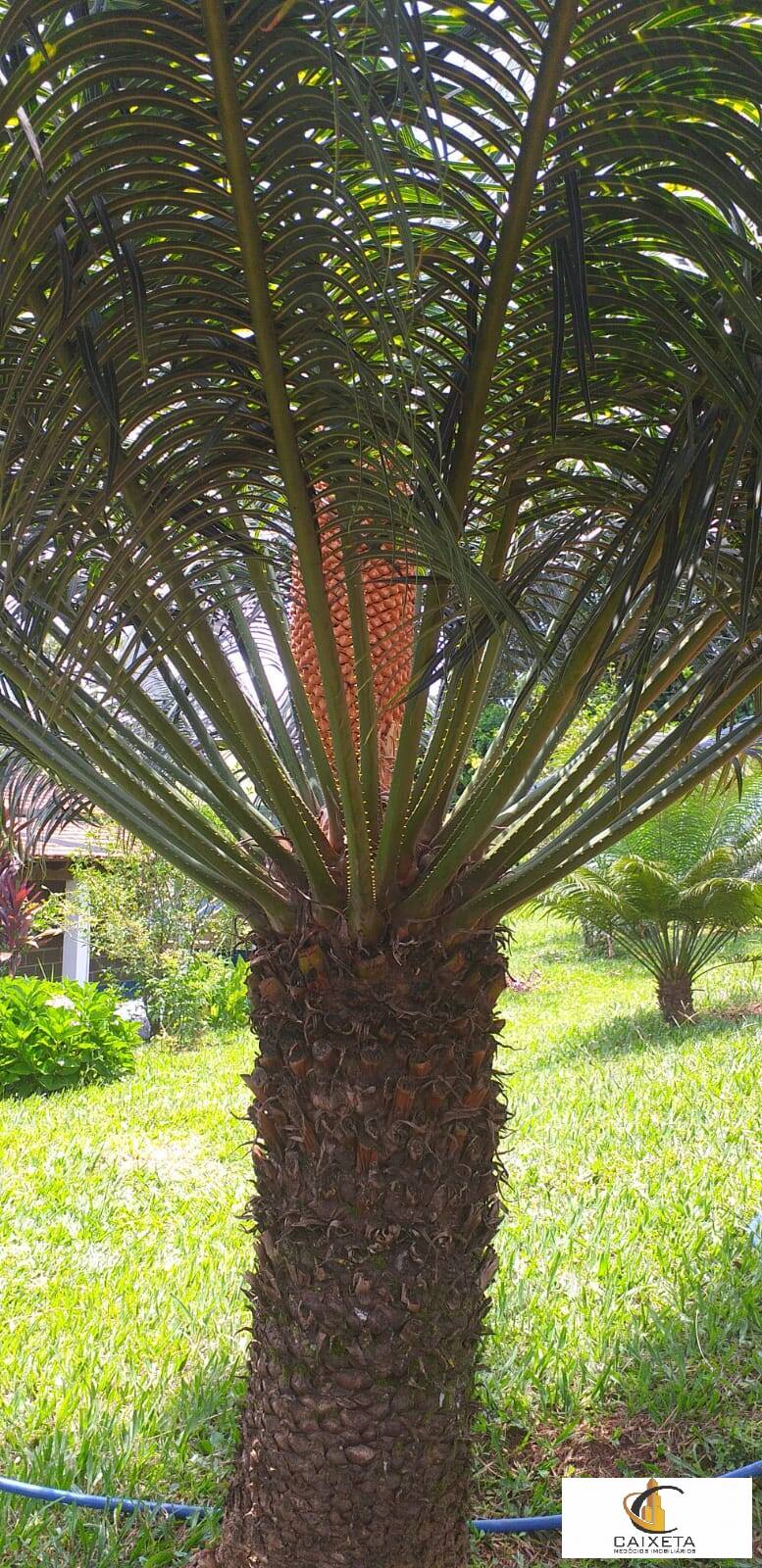 Sítio para Venda em São Sebastião do Paraíso - 10