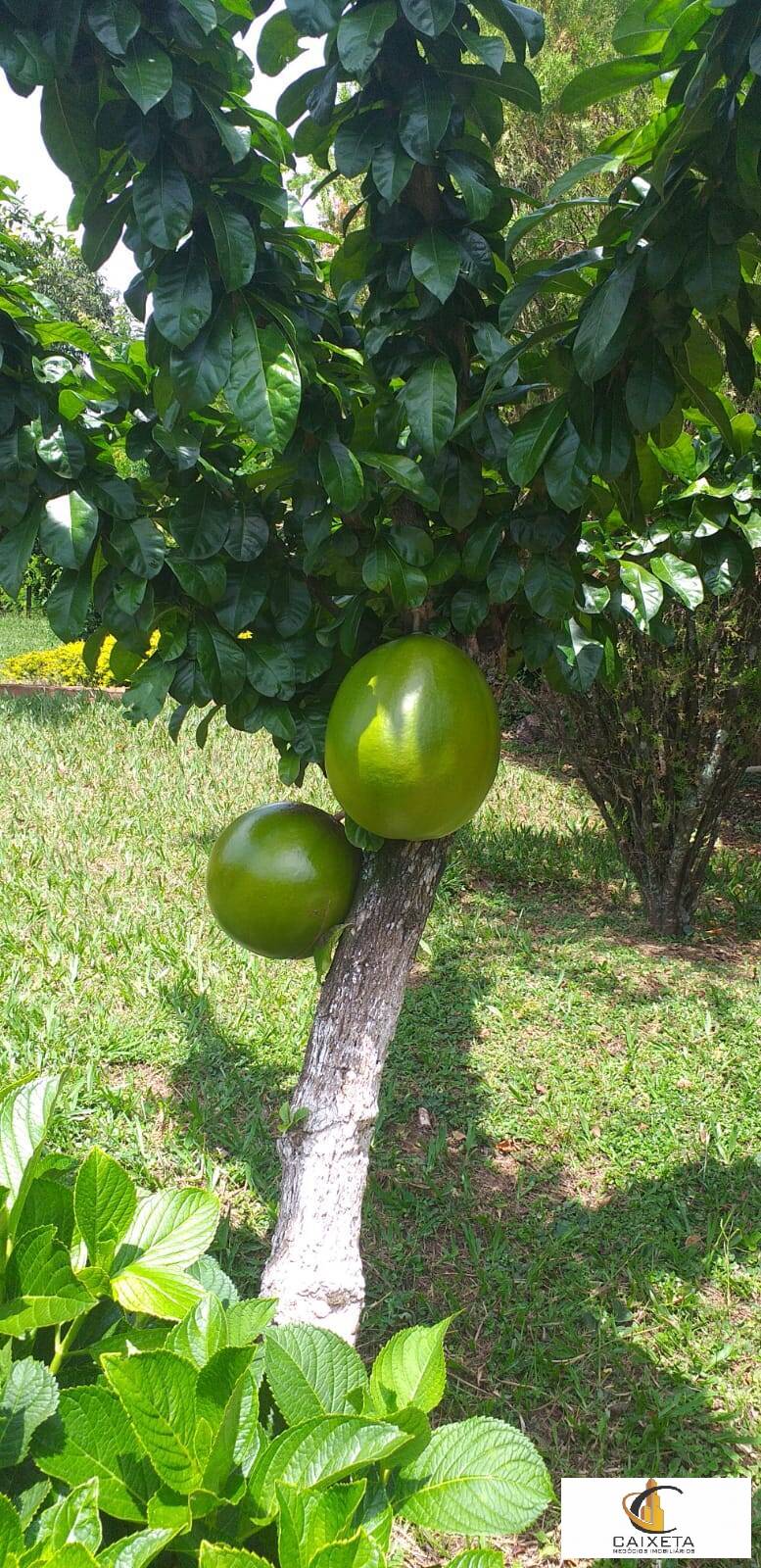 Sítio para Venda em São Sebastião do Paraíso - 16