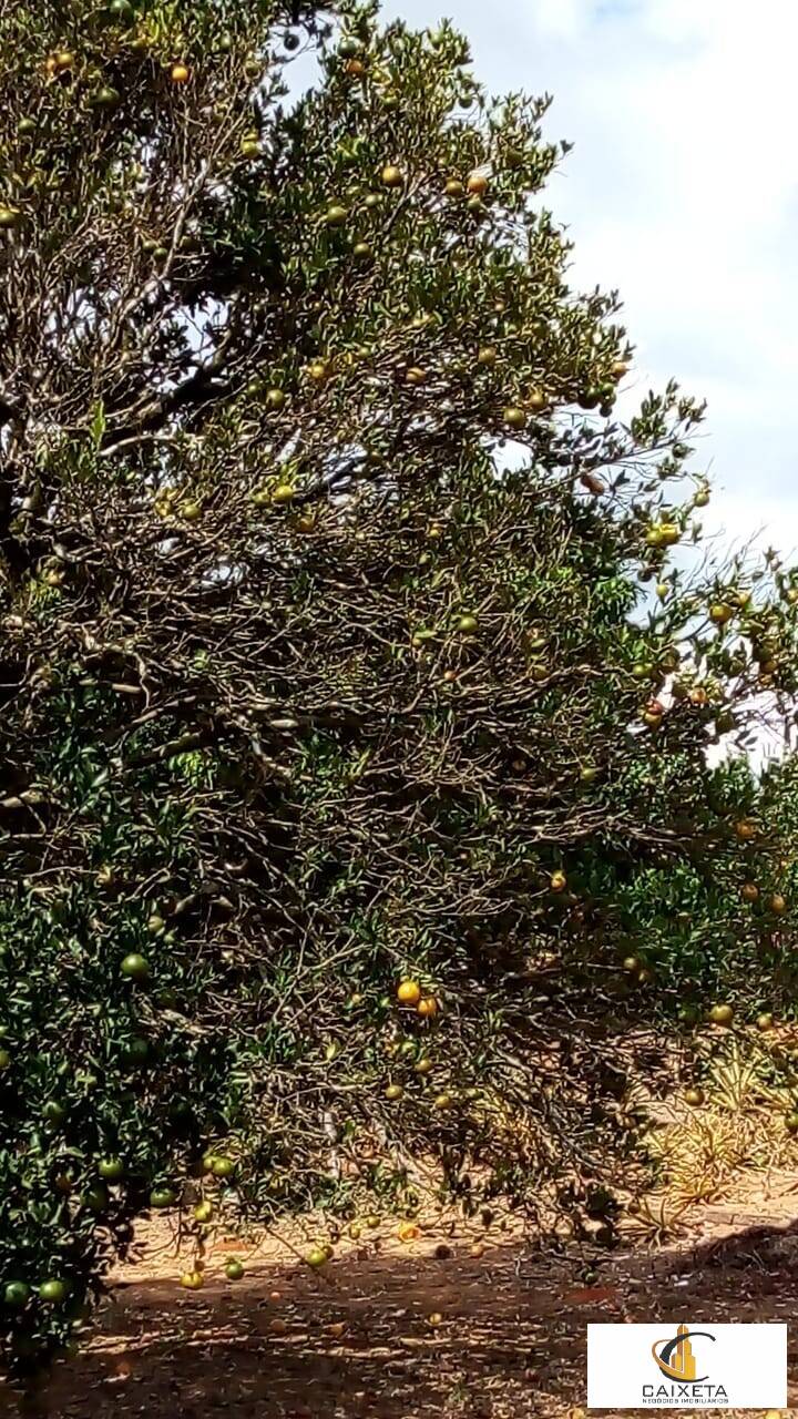 Chácara para Venda em São Roque - 29
